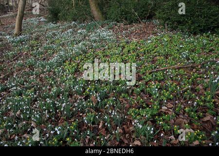 Snowdrops (Galanthus nivalis) and Winter Aconite (Eranthis hyemalis) Norfolk UK February Stock Photo