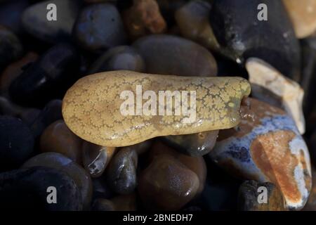 Golden Star Tunicate (Botryllus schlosseri) Norfolk UK, November Stock Photo