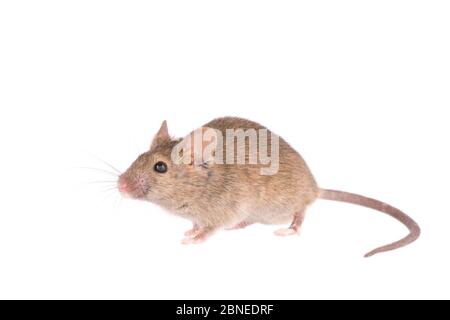 House mouse (Mus musculus) adult, The Netherlands, November, Meetyourneighbours.net project Stock Photo