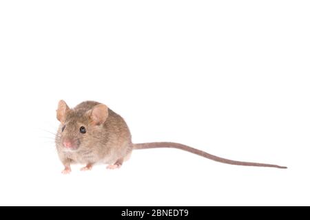 House mouse (Mus musculus) adult, The Netherlands, November, Meetyourneighbours.net project Stock Photo