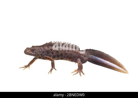 Italian Crested Newt (Triturus Carnifex) Female, The Netherlands, April ...