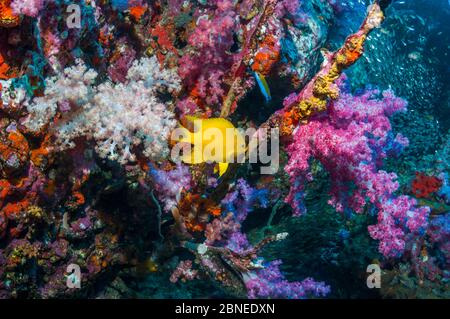 Golden damsel (Amblyglyphidodon aureus) preparing spawning site on old gorgonian branch, with soft corals (Dendronephthya sp.) on coral reef slope. An Stock Photo