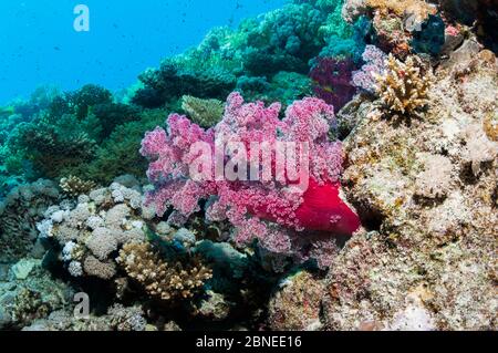 Soft coral (Dendronephthya sp.) Egypt, Red Sea. Stock Photo