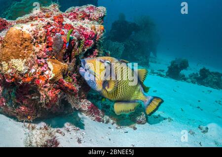 Titan triggerfish (Balistoides viridescens) with a Bluestreak cleaner wrasse (Labroides dimidiatus) Andaman Sea, Thailand. Stock Photo