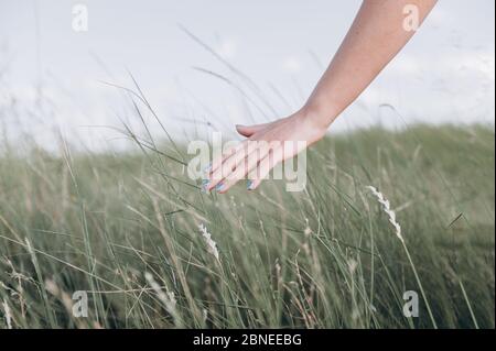 Woman's hand holding of grass Stock Photo