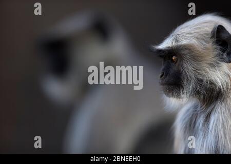 Southern plains grey langur / Hanuman langur (Semnopithecus dussumieri) female portrait. Jodhpur, Rajasthan, India. March. Stock Photo