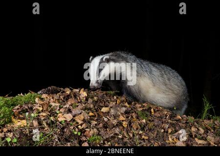 Eurasian badger (Meles meles) searching for food amongst autumn leaves at night. Southern Norway. September. Taken with remote camera trap. Stock Photo