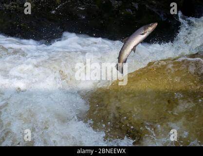 A Sea Trout or Sewin (Salmo trutta) jumping a waterfall in autumn on the River (Afon) Lledr, Betws-y-Coed, Wales October Stock Photo