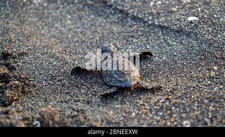 Baby sea turtle released in Monterrico, Guatemala Stock Photo