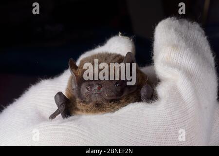 Leisler's / Lesser noctule bat (Nyctalus leisleri) held at North Devon Bat Care, Barnstaple, Devon, UK, October 2015. Model released. Stock Photo