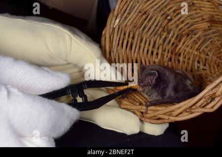 Barbastelle bat (Barbastella barbastellus) a rare bat in the UK, being offered a mealworm by Samantha Pickering at the bat rescue centre at her home, Stock Photo