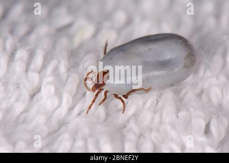 Hedgehog tick (Ixodes hexagonus) just removed from a Hedgehog (Erinaceus europaeus) at a rescue centre, Cornwall, UK, October. Stock Photo