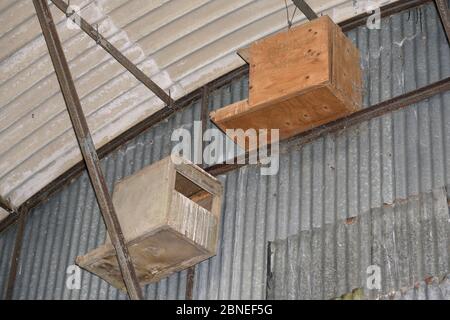Kestrel (Falco tinnunculus) and Barn owl (Tyto alba) nestboxes in a farm barn, Wiltshire, UK, June. Stock Photo