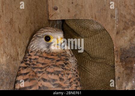 Adult Kestrel (Falco tinnunculus) found in a nestbox during a survey, Wiltshire, UK, June. Stock Photo
