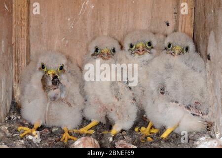 Four Kestrel chicks (Falco tinnunculus) in a nestbox, one with a mouse in its beak, found during a survey for the Hawk and Owl Trust's Kestrel Highway Stock Photo