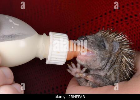 Orphaned young Hedgehog (Erinaceus europaeus) bottle fed with milk at a wild animal rescue centre, Cornwall, UK, October. Model released. Stock Photo