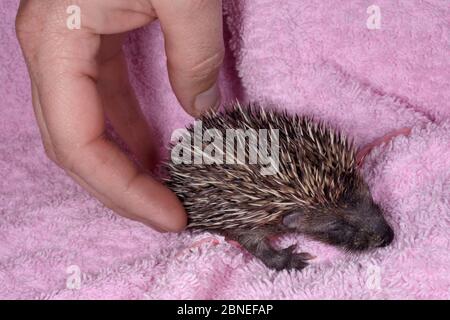 Orphaned young Hedgehog (Erinaceus europaeus) placed on a rug at a wild animal rescue centre, Cornwall, UK, October. Model released. Stock Photo