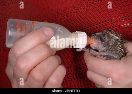 Orphaned young Hedgehog (Erinaceus europaeus) bottle fed with milk at a wild animal rescue centre, Cornwall, UK, October. Model released. Stock Photo