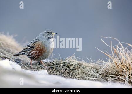 Alpine accentor (Prunella collaris) in snow, Leukerbad, Valais, Switzerland, February. Stock Photo