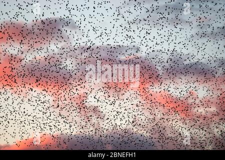 Large flock of Common starlings (Sturnus vulgaris) gathering before landing at winter roost, The Netherlands. November