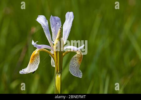 Rocky mountain iris (Iris missouriensis) Lamar Valley, Yellowstone National Park, Wyoming June Stock Photo