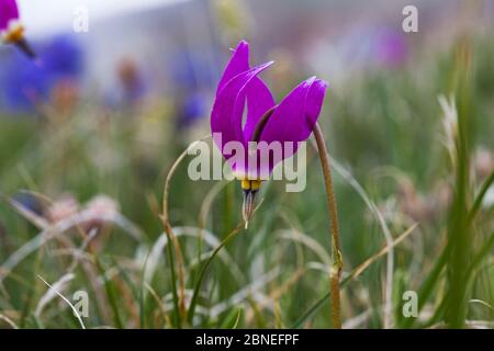 Few-flowered shooting-star (Dodecatheon pulchellum) in wild flower meadow, Bear Tooth Pass, Wyoming USA June Stock Photo