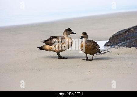 Crested duck (Laphonetta specularioides specularioides) pair on the shore, Saunders Island Falkland Islands, November Stock Photo