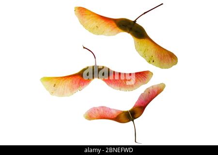 Norway maple (Acer platanoides) seeds on lightbox, Ringwood, Hampshire, UK October Stock Photo