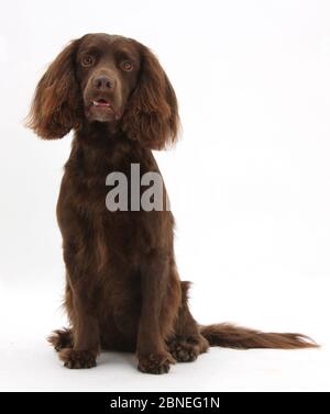 Chocolate working Cocker spaniel, age 4 years. Stock Photo