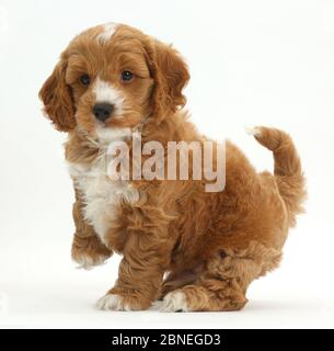 Cockapoo, Cocker spaniel cross Poodle puppy with paw raised. Stock Photo