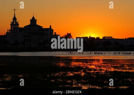 Greater flamingo (Phoenicopterus roseus) with  El Rocio Church silhouetted at sunset, Donana National Park, southern Spain, November 2009. Stock Photo