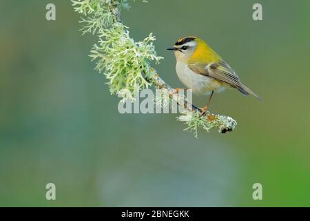 Firecrest (Regulus ignicapilla) perched on lichen covered branch, Sierra de Grazalema Natural Park,  southern Spain, May. Stock Photo