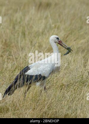 White stork (Ciconia ciconia) eating Black bullhead  (Ameiurus melas) Vendee, France, July Stock Photo