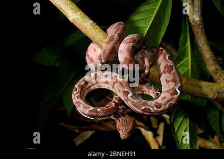 Amazon tree boa (Corallus hortulanus) coiled up in branch, captive from South America. Venomous species. Stock Photo