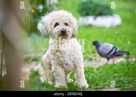 Bichon frise, beautiful white dog Stock Photo