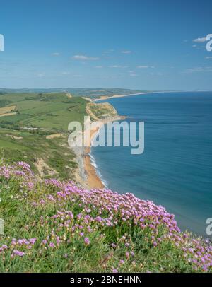 Golden Cap, West Dorset, UK. 14th May, 2020. UK Weather: The view along the coast towards West Bay, Abbotsbury and the Isle of Portland from Golden Cap. Pink sea thrift blossoms on the top of Golden Cap on a sunny, but somewhat chilly afternoon. The popular beauty spot is quieter than usual in spite of the Government easing of the coronavirus restrictions which allows greater freedom to travel for exercise. Credit: Celia McMahon/Alamy Live News Stock Photo