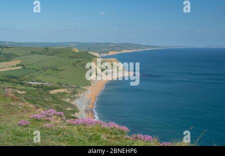Golden Cap, West Dorset, UK. 14th May, 2020. UK Weather: The view along the coast towards West Bay, Abbotsbury and the Isle of Portland from Golden Cap. Pink sea thrift blossoms on the top of Golden Cap on a sunny, but somewhat chilly afternoon. The popular beauty spot is quieter than usual in spite of the Government easing of the coronavirus restrictions which allows greater freedom to travel for exercise. Credit: Celia McMahon/Alamy Live News