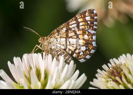 Latticed Heath moth (Chiasmia clathrata) on Clover flowers. Nordtirol, Austrian Alps. June. Stock Photo