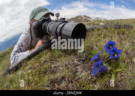Photographer focusing on a Trumpet / Stemless Gentian (Gentiana acaulis) Nordtirol, Austrian Alps. June. Stock Photo