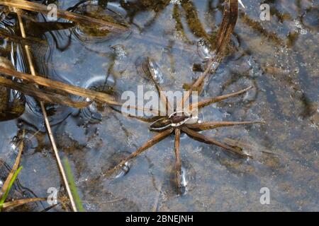 Raft Spider (Dolomedes fimbriatus) male resting on the surface of a moorland pool. Nordtirol, Austrian Alps, June. Stock Photo