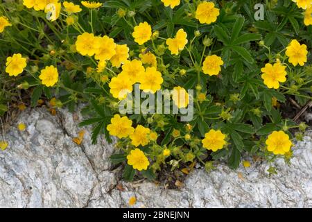 Alpine Cinquefoil (Potentilla crantzii) growing on mountainside. Nordtirol, Austrian Alps. June. Stock Photo