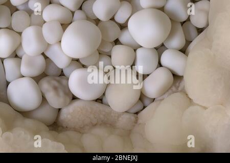 Cave Pearls, formed as dripping water rich in calcium salts deposits calcite around a small nucleus (often a sand grain). The constant movement of eac Stock Photo