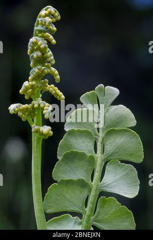 Moonwort (Botrychium lunaria), Nordtirol, Austrian Alps. July. Stock Photo