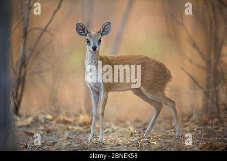Sharpe's or northern grysbok (Raphicerus sharpei) standing in a clearing. South Luangwa, Zambia. September Stock Photo