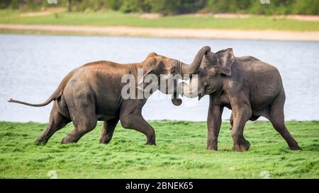 Sri Lankan elephant (Elephas maximus maximus) juveniles play fighting. Minneriya National Park, Sri Lanka. September