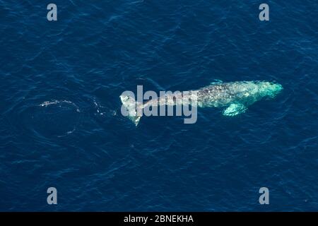 North Pacific right whale (Eubalaena japonica) swimming near surface, aerial view, Channel Islands National Park, California, USA. February. Stock Photo