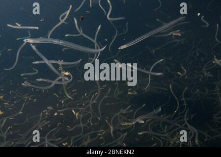 Young European eel (Anguilla anguilla) elvers, or glass eels, caught during their annual migration up rivers from the Bristol channel, swimming in a l Stock Photo