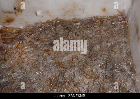 European eel (Anguilla anguilla) elvers, or glass eels, caught on a rising tide on the River Parrett at night, held in a collecting tray at the end of Stock Photo