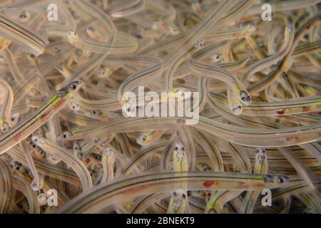 Young European eel (Anguilla anguilla) elvers, or glass eels, caught during their annual migration up rivers from the Bristol channel, swimming in a l Stock Photo