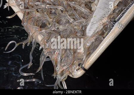 Young European eel (Anguilla anguilla) elvers, or glass eels, caught during their annual migration up rivers from the Bristol channel, being inspected Stock Photo